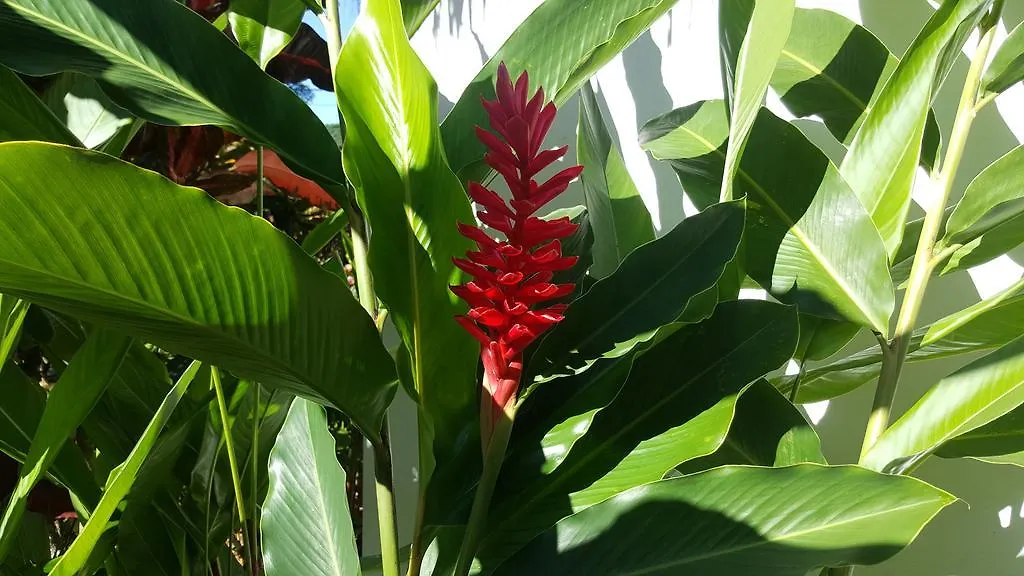 Villa Mona Tropical 拉斯特拉纳斯 0*,